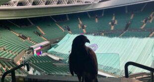 rufus the hawk